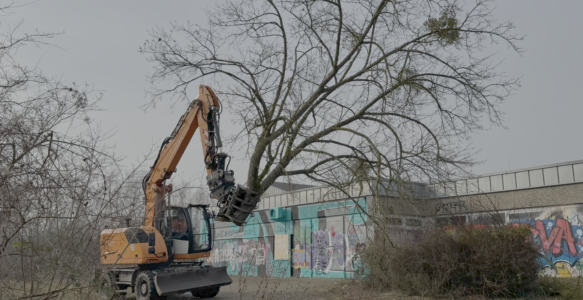 Baumfällarbeiten am Hallenbad der VG Rhein-Selz rechtzeitig erledigt