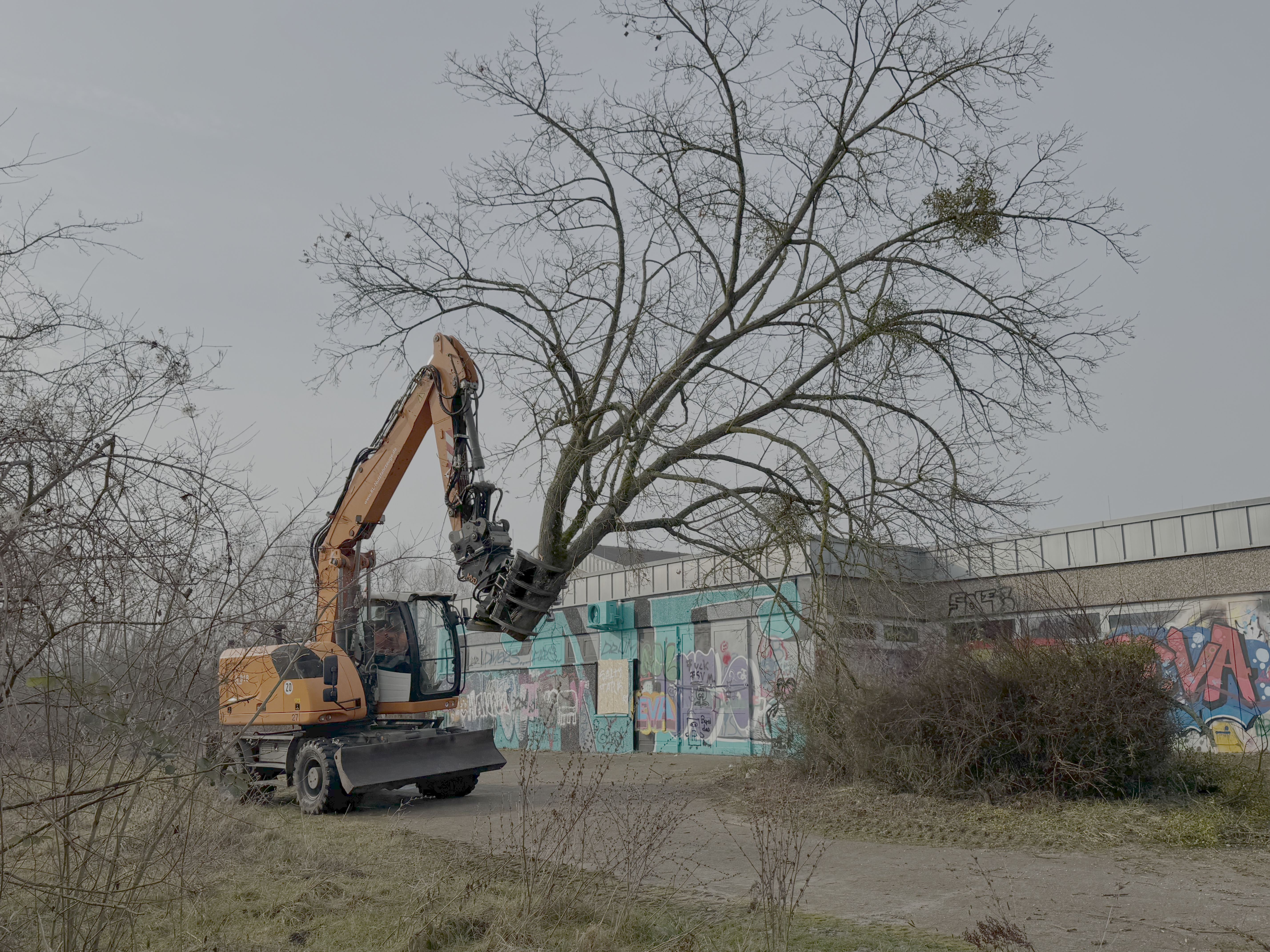 Baumfällarbeiten am Hallenbad der VG Rhein-Selz rechtzeitig erledigt